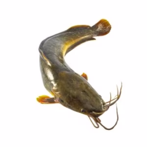 Sea Catfish WR 3/5 1kg*10