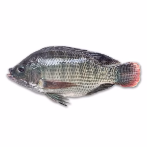 SEA Tilapia Fish GGS/kg