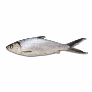 SEA Milk Fish Whole / kg