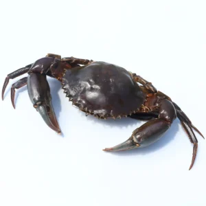Crab Whole Mud /kg