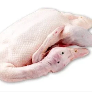 DUCK #22