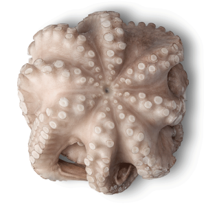 Octopus Type  / kg