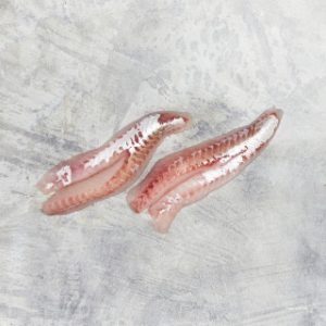 Gurnard Fillet  Small 5 KG
