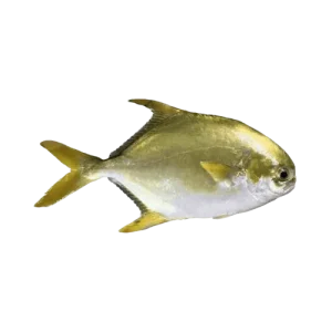 Pompano Whole 600-800g