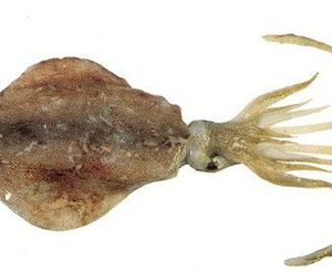 Squid Broad Whole 200/400g 1kg
