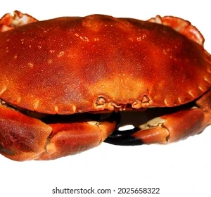 SEA CookedStone Crab400-600g